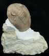 Asaphus Plautini Trilobite - Exposed Hypostome #6449-2